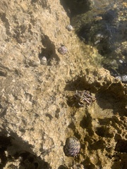 Nerita versicolor