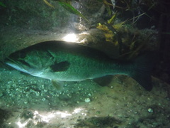 Micropterus floridanus