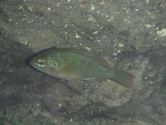 Lepomis punctatus