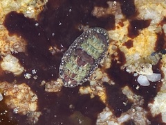 Dendrochiton flectens