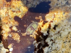 Dendrochiton flectens