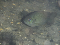 Lepomis punctatus