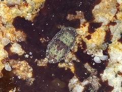 Dendrochiton flectens