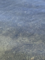 Sphoeroides testudineus