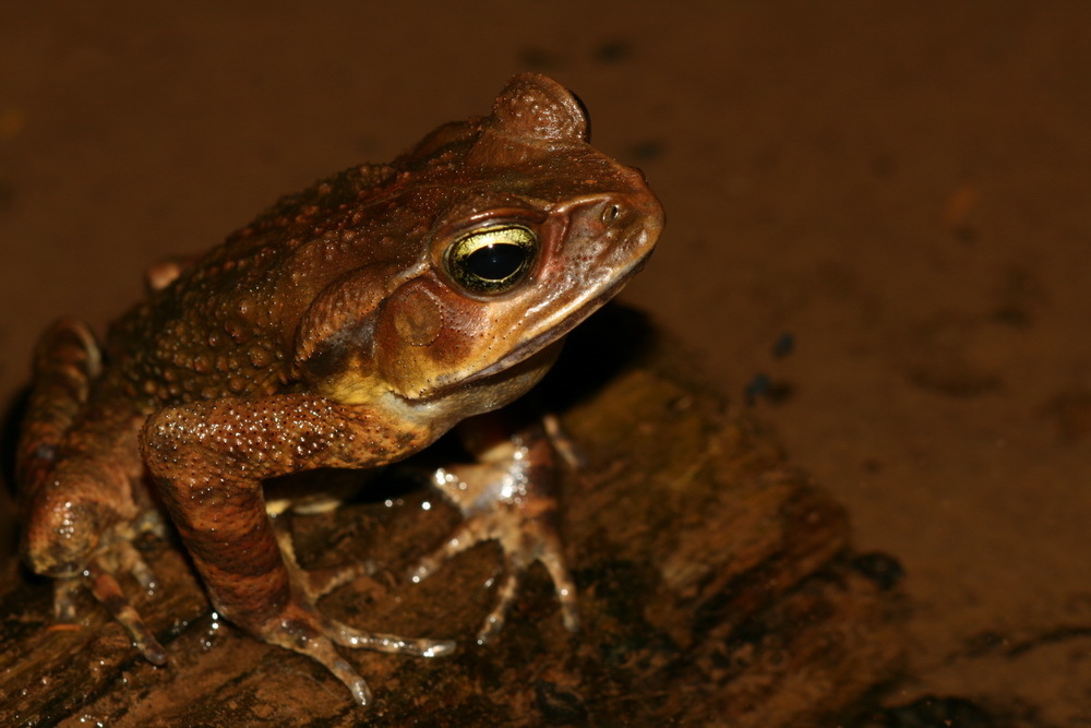 Striped Toad