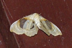 Macrauzata melanapex