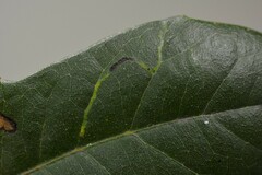 Neurobathra strigifinitella