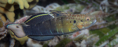 Amblygobius phalaena