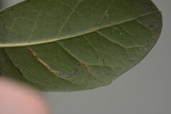 Neurobathra strigifinitella