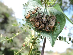 Hypselonotini