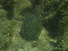 Sternotherus minor