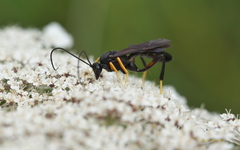 Exetastes fornicator