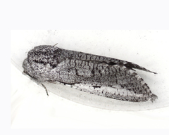 Endoxyla secta