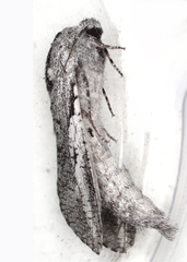 Endoxyla secta