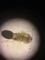 Neocopepoda