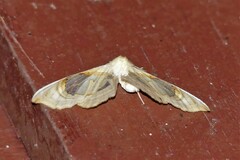 Macrauzata melanapex