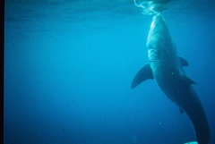 Carcharodon carcharias