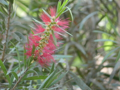 Melaleuca viminalis