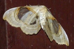 Macrauzata melanapex