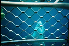 Carcharodon carcharias