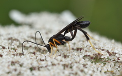 Exetastes fornicator