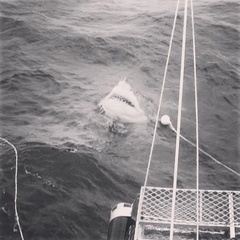 Carcharodon carcharias