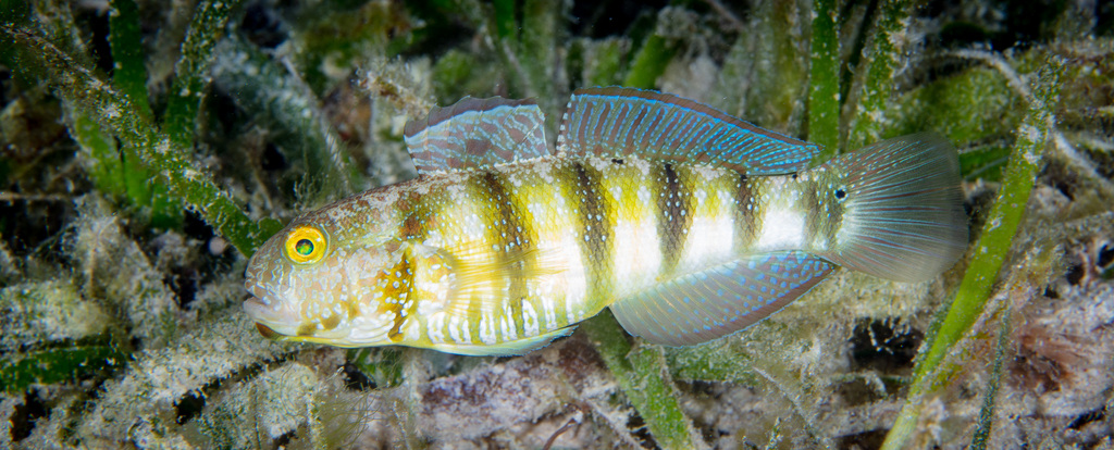 Sphinx Goby