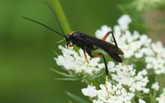 Exetastes fornicator