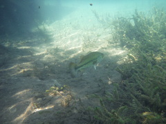 Micropterus floridanus