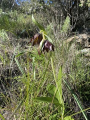 Fritillaria biflora