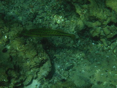Micropterus floridanus