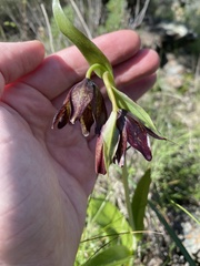 Fritillaria biflora