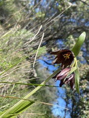 Fritillaria biflora