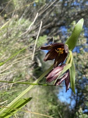 Fritillaria biflora
