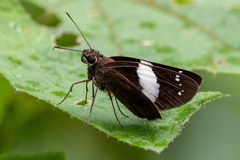 Notocrypta waigensis