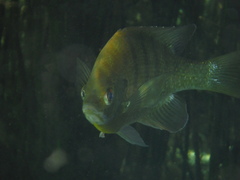 Lepomis macrochirus purpurascens