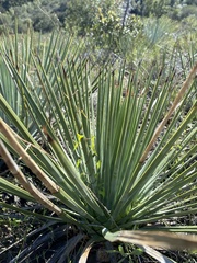 Hesperoyucca whipplei