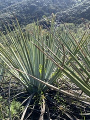 Hesperoyucca whipplei