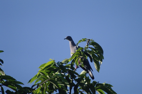 Plain Pigeon