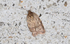 Oligoloba severa