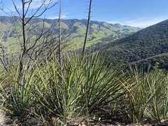 Hesperoyucca whipplei