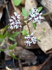 Erigenia bulbosa