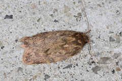 Oligoloba severa