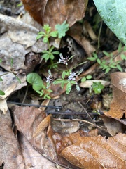 Erigenia bulbosa