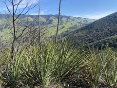 Hesperoyucca whipplei