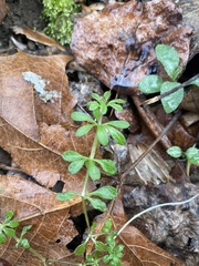 Erigenia bulbosa