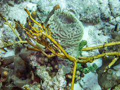 Callyspongia plicifera