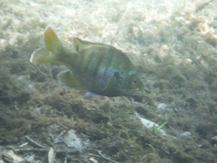 Lepomis macrochirus purpurascens