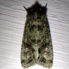 Ichneutica plena