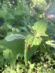 Mischocyttarus mexicanus cubicola